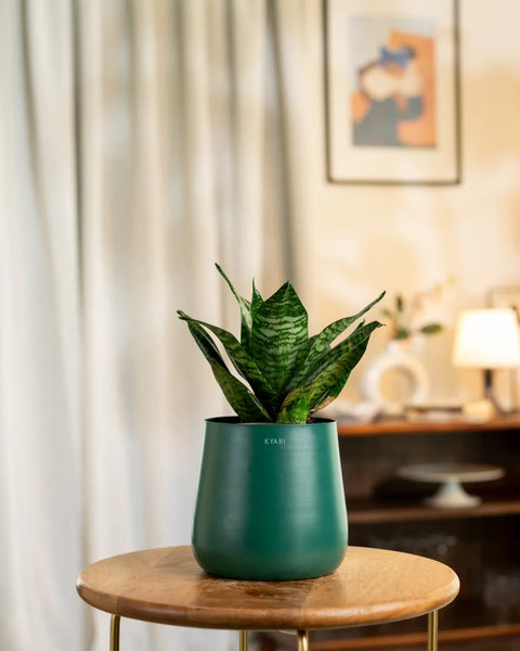 Green Snake Plant with Aura Planter - BYOB