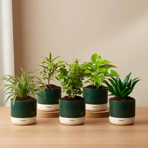 Set of 5 Mylo -Darcena Compacta, Lucky Jade, Green Money, Song of India, Spider Plant