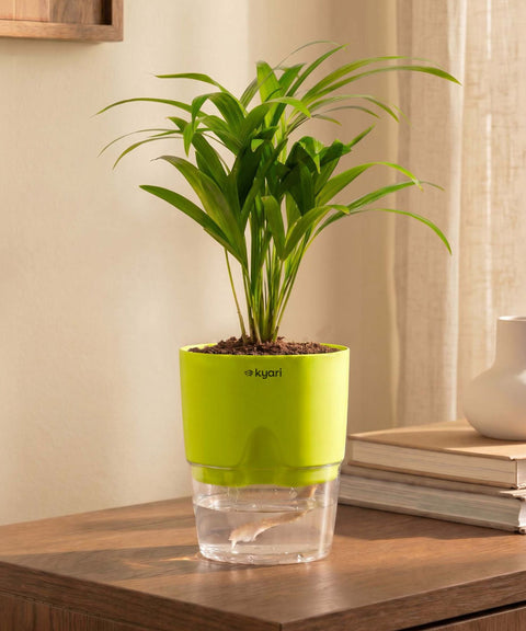 Areca Palm Plant With Self Watering Pot