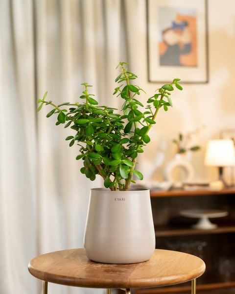 Lucky Jade Plant with Medium Self Watering Pot