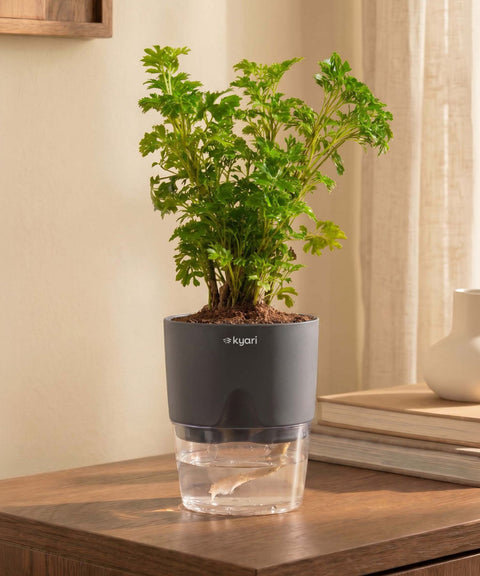 Aralia Green Plant With Self Watering Pot