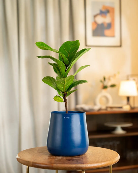 Fiddle Fig Plant with Aura Planter - BYOB