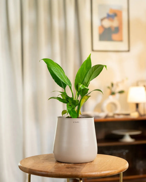 Peace Lily Plant with Aura Planter