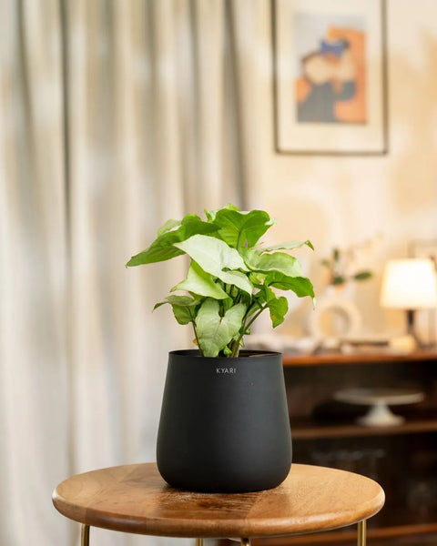 Syngonium Pixie White Plant with Aura Planter