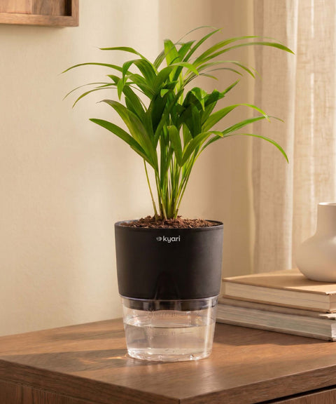 Areca Palm Plant With Self Watering Pot