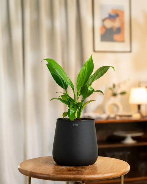 Peace Lily Plant with Aura Planter