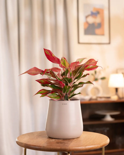 Aglaonema Lipstick Plant with Aura Planter