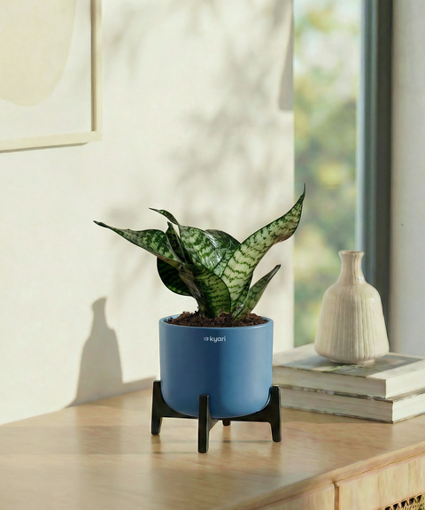 Green Snake Plant with Aira Pot