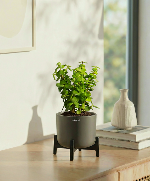 Jade Plant with Aira Pot