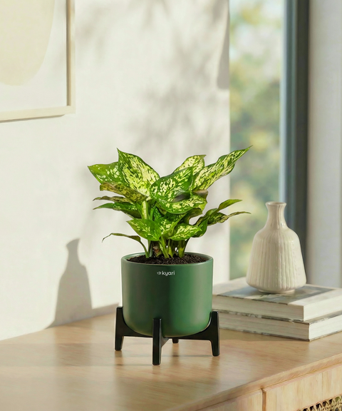 Snow White Plant with Aira Pot