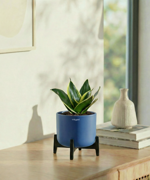 Golden Snake Plant with Aira Pot