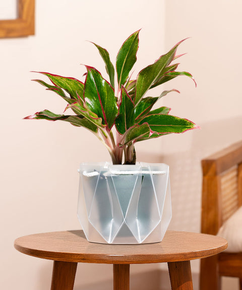 Aglaonema Lipstick Plant With Self Watering Pot