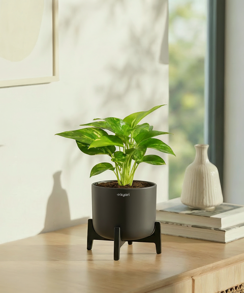 Money Varigated Plant with Aira Pot