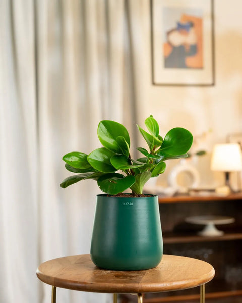 Peperomia Green Plant with Aura Planter - BYOB