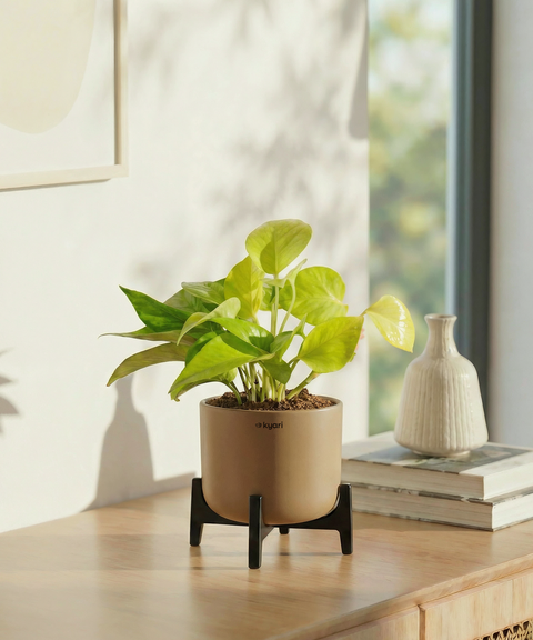 Golden Money Plant with Aira Pot
