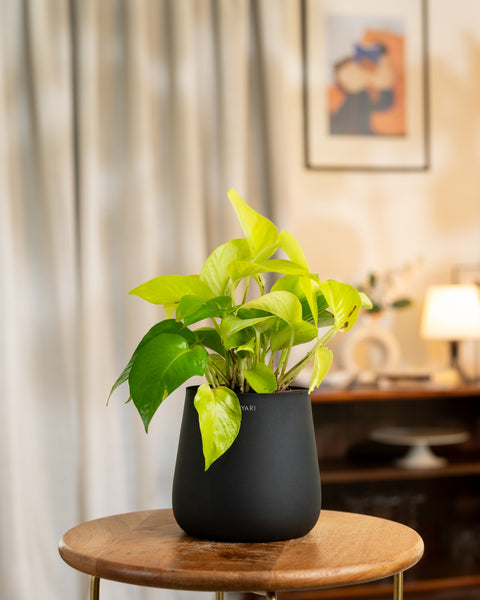 money plant pot color Golden Money Plant with Medium Self Watering Pot