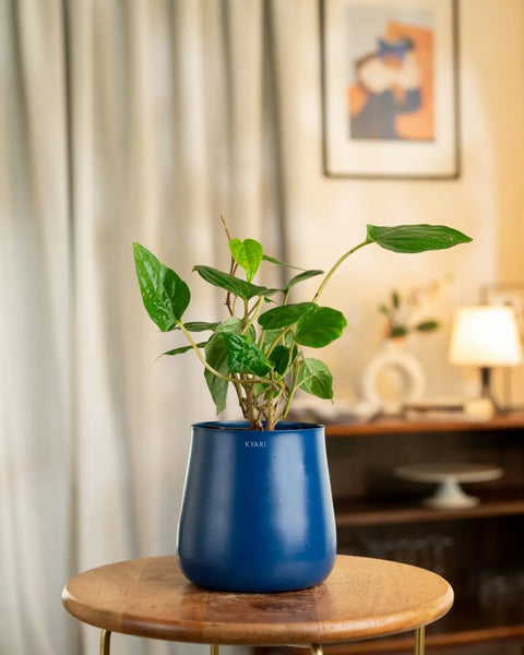 Betel Leaf Plant with Aura Planter