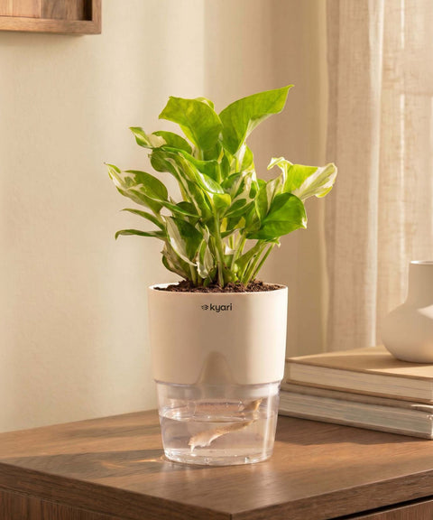 Money N'Joy Plant With Self Watering Pot