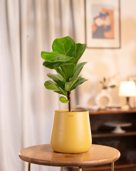 Fiddle Fig Plant with Aura Planter