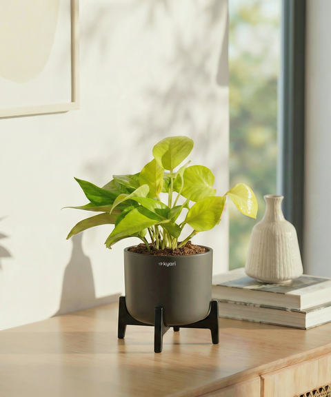 Golden Money Plant with Aira Pot