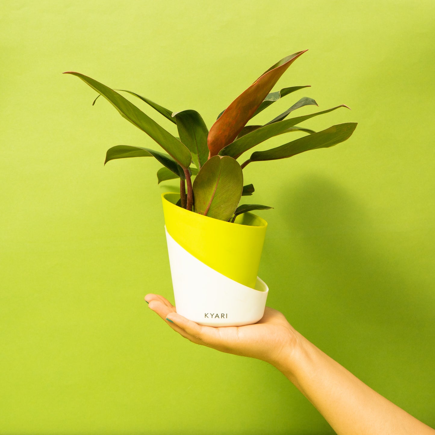 Philodendron Red + Elite Matte Black | 4" Self Watering Pot