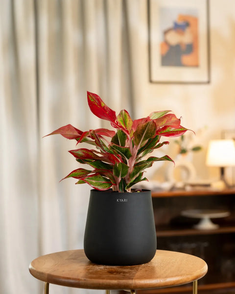 Aglaonema Lipstick Plant with Aura Planter