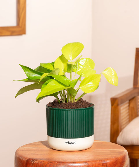 Golden Money Plant With Small Self Watering Pot