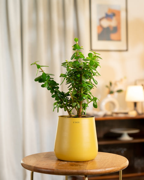 Lucky Jade Plant with Aura Planter