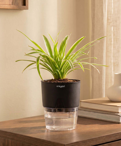 Spider Plant With Self Watering Pot