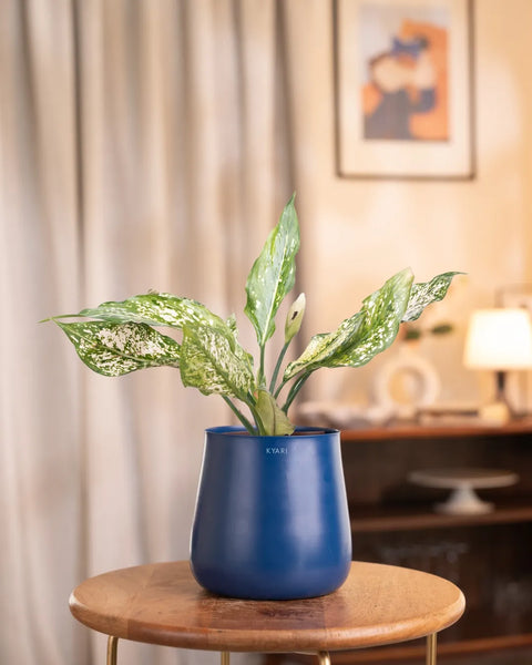 blue aglaonema Aglaonema Snow White Plant with Medium Self Watering Pot – Kyari.co