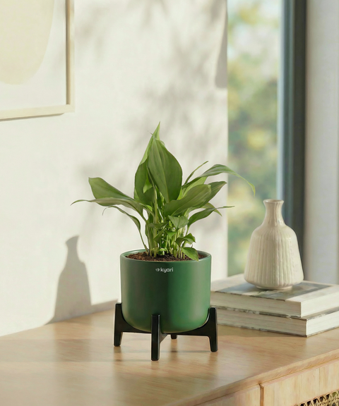 Peace Lilly Plant with Aira Pot