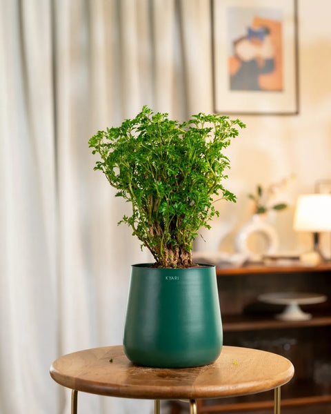 Aralia Green Plant with Aura Planter - BYOB