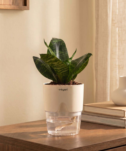 Green Snake Plant With Self Watering Pot