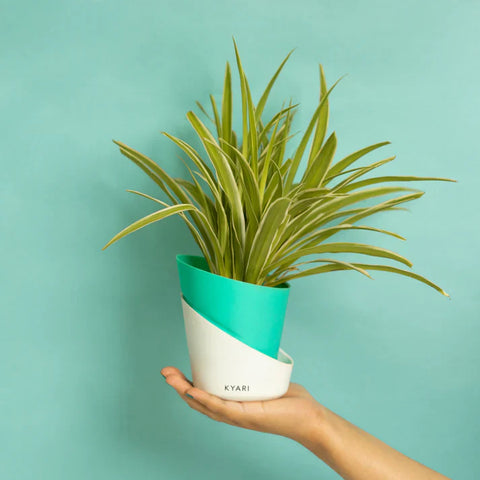 Spider Plant