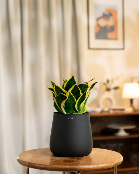 indoor snake plant pot Green Snake Plant with Medium Self Watering Pot – Kyari.co