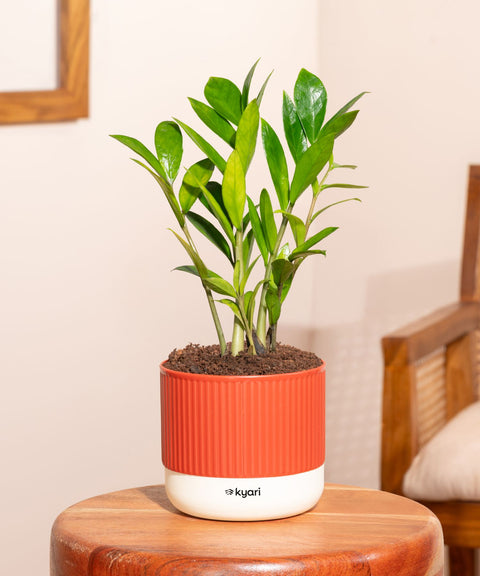 Zamia Green - ZZ Plant With Self Watering Pot