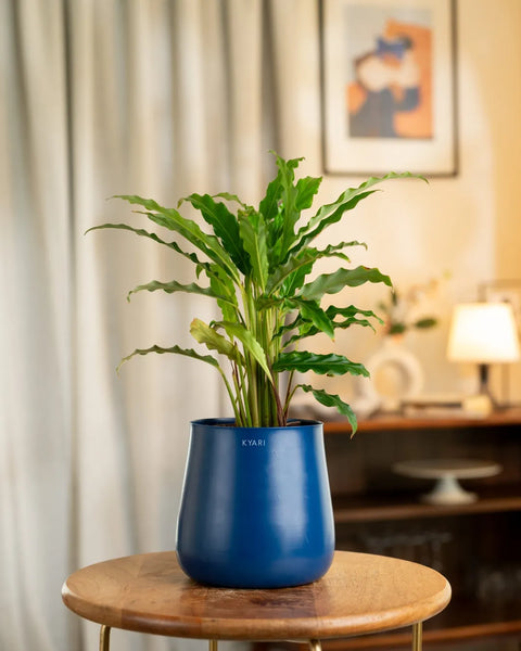 Calathea Rufibarba Plant with Aura Planter - BYOB