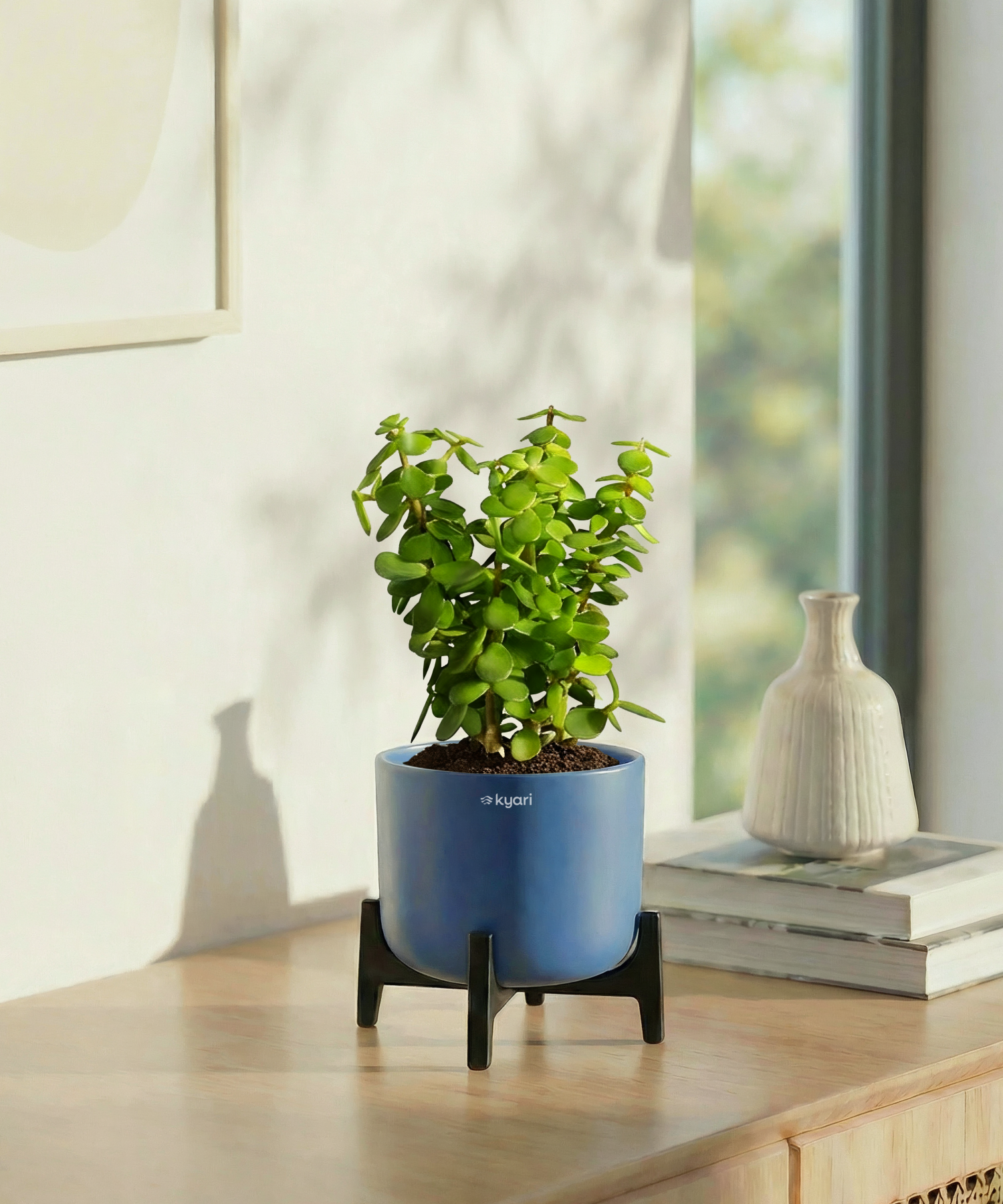 Jade Plant in Aira Self Watering Pot (Stand included)