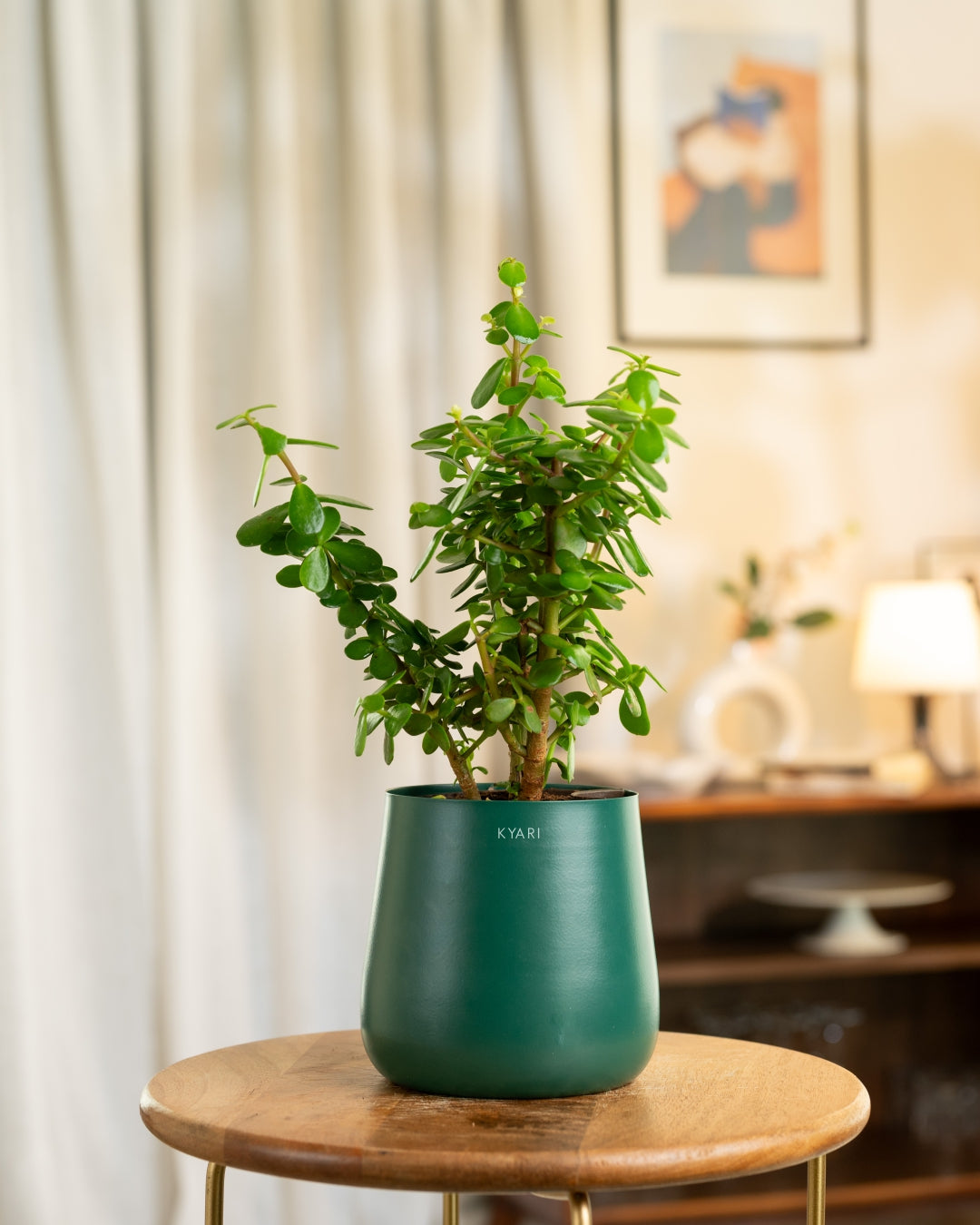 jade plant basil Lucky Jade Plant with Medium Self Watering Pot – Kyari.co