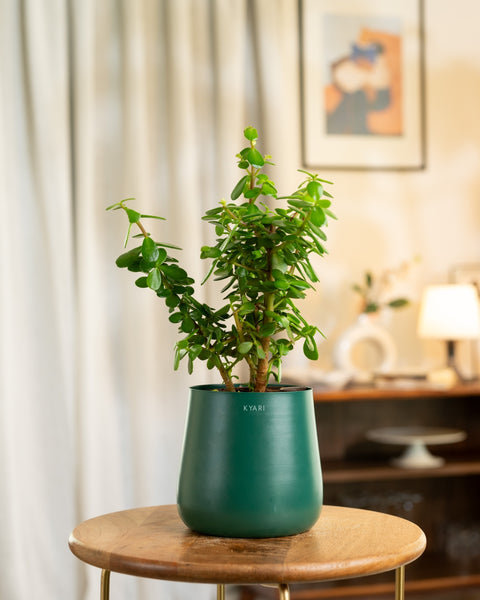 Lucky Jade Plant with Aura Planter - BYOB