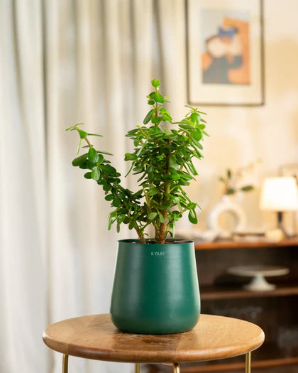 Main Planter Image