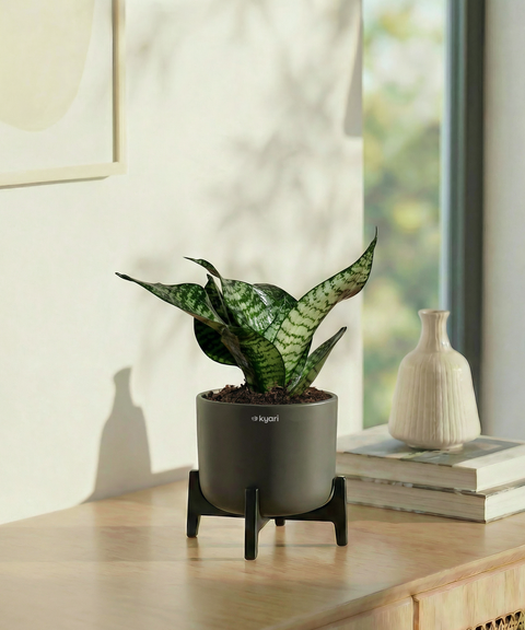 Green Snake Plant with Aira Pot