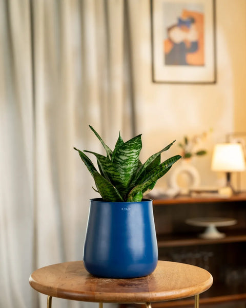 Green Snake Plant with Aura Planter - BYOB