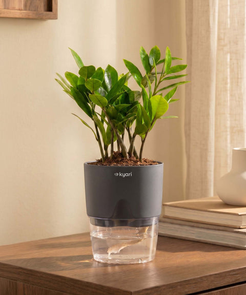 Zamia Green - ZZ Plant With Self Watering Pot