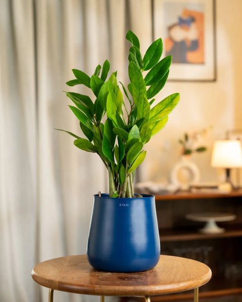 Zamia Green - ZZ Plant with Aura Planter