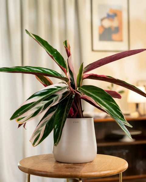 Calathea Triostar Plant