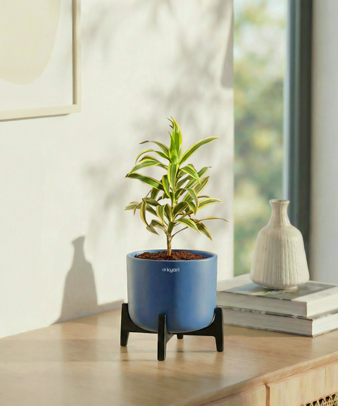 Song of India Plant with Aira Pot