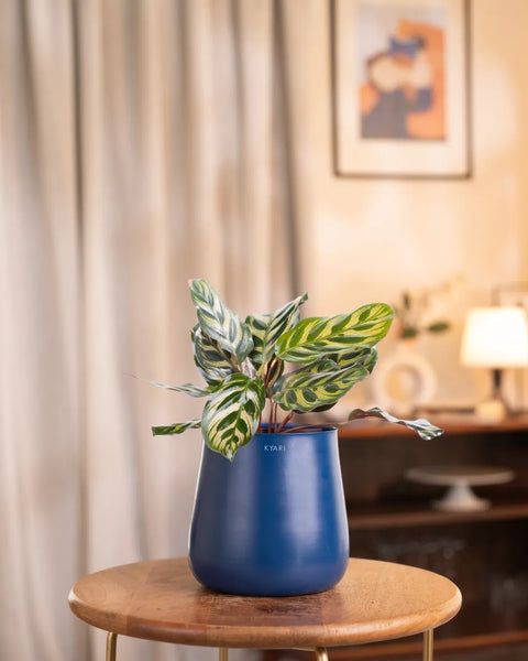 Peacock Plant with Aura Planter