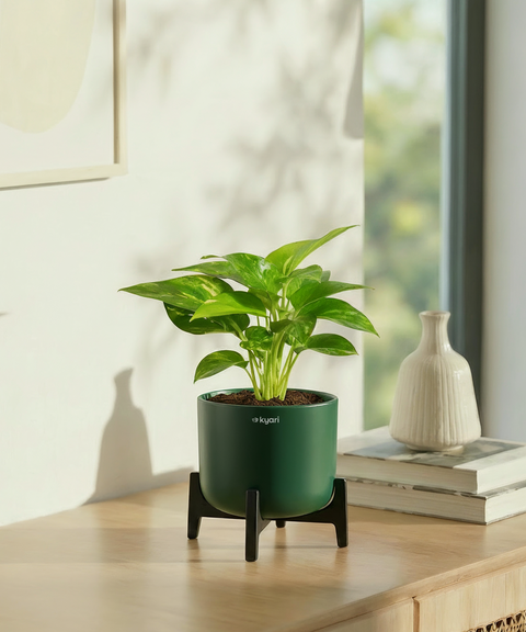 Money Varigated Plant with Aira Pot
