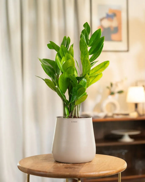 Zamia Green - ZZ Plant with Aura Planter